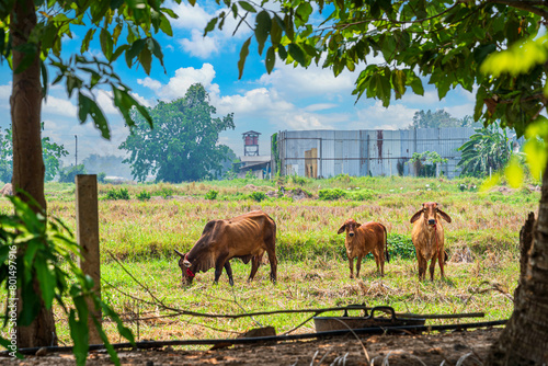 Thai cow in a grass field Cows eat grass in nature the garden integrated agriculture nature the garden with daylight blue sky white clouds in Thailand.