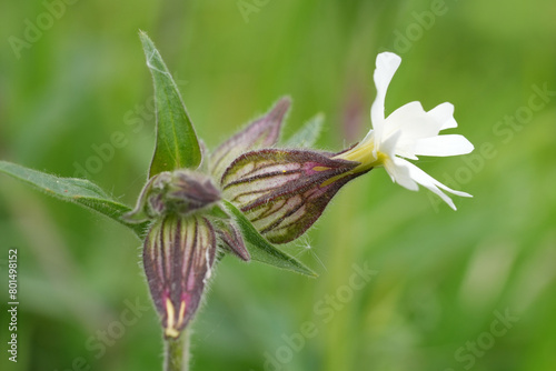 Closeup on the European short flowering White campion wildflower, Silene latifolia photo
