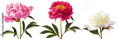 3 different peonies in full bloom, isolated on transparent background