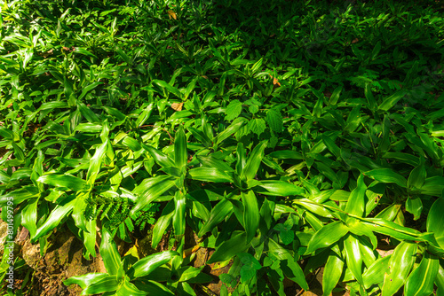beautiful green callisia fragrans plant at Huai Kaeo waterfall at Huai Kaeo waterfall National Park in tourist attraction with green forest nature in Chiang Mai,Thailand.