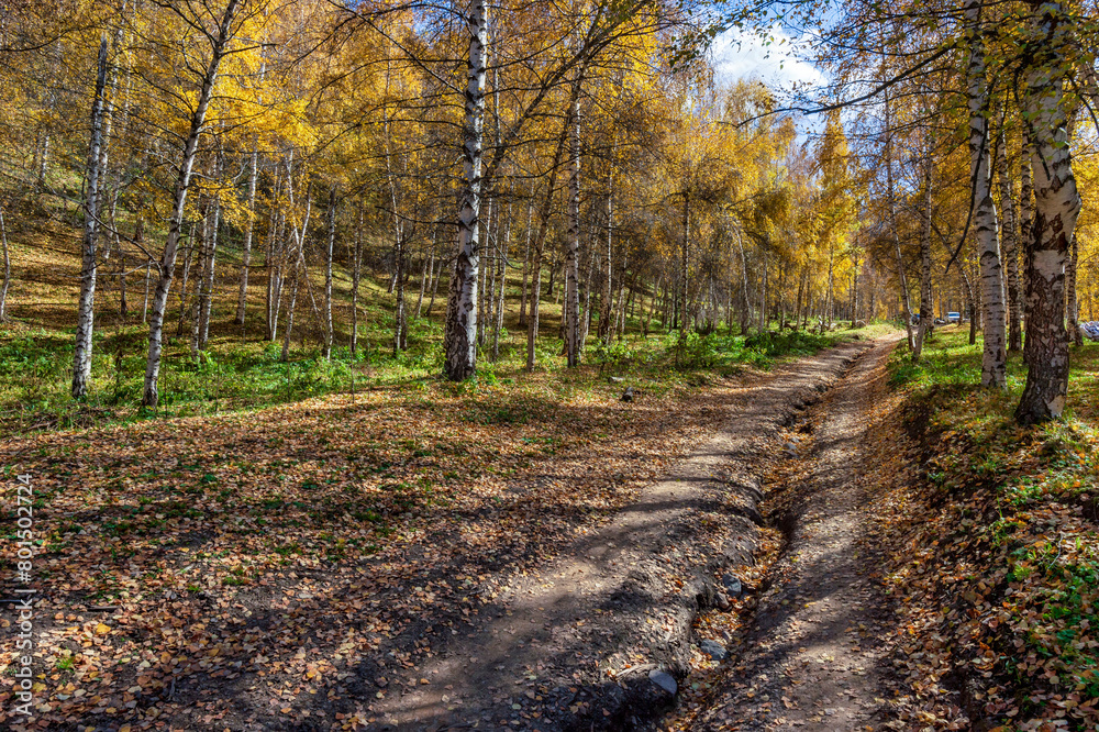 Fototapeta premium path in autumn forest