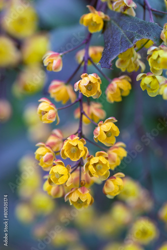 Yellow flower clusters on barberry bushes. Gardening.
