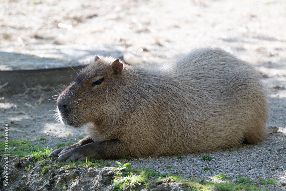 CAPYBARA HYDROCHOERUS HYDROCHAERIS CAPYBARA HYDROCHOERUS HYDROCHAERIS