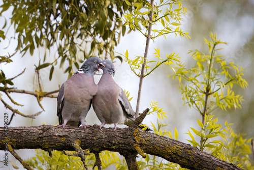 Common wood pigeons couple sit on the thick branch close to each other. A male wood pigeon feeds his female on a sunny spring evening.	 photo