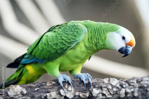 'white parrot isolated quaker parrotbirdparakeetbeakfeathergreenisolatedmonasticnatureanimalpetquaker bird parakeet beak feather green monastic nature animal'