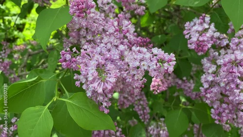 Close-up of burgundy lilac flowers. Moving the camera away from the object. Lilac blooming Wisteria blooms in the spring with the reflection of the sun's rays. Close-up shooting. Nature background.