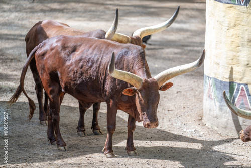 WATUSSI COW BOS TAURUS TAURUS WATUSI photo