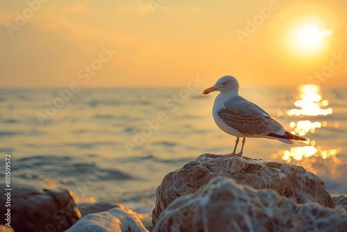 A seagull is standing on a rock near the ocean