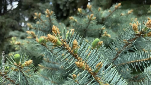 Sunny bright green pine cone close up.