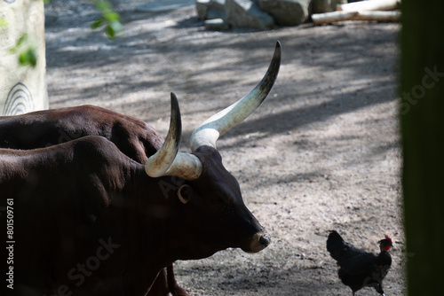 WATUSSI COW BOS TAURUS TAURUS WATUSI photo