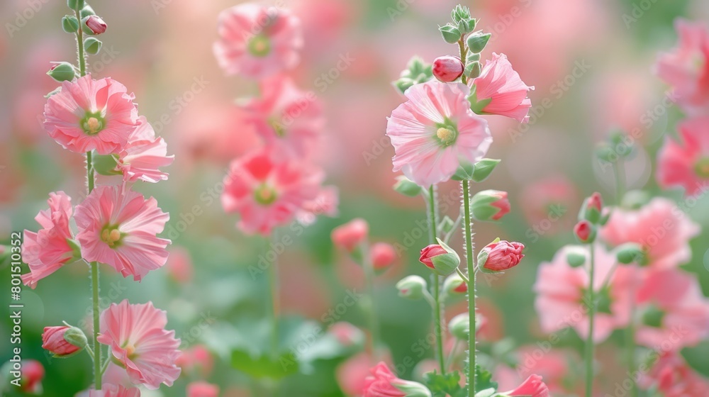 Obraz premium Pink flowers bloom in a field of green and pink, with a blurred backdrop of more pink flowers