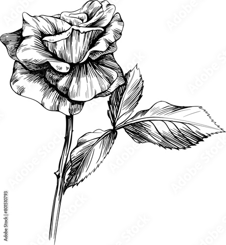 Black and white rose floral botanical flower. Wild spring leaf wildflower isolated. Black and white engraved ink art. Isolated rose illustration element on white background.