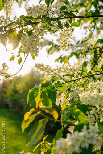 Branch of blooming Mayday tree on a sunny spring afternoon in May in Latvia photo
