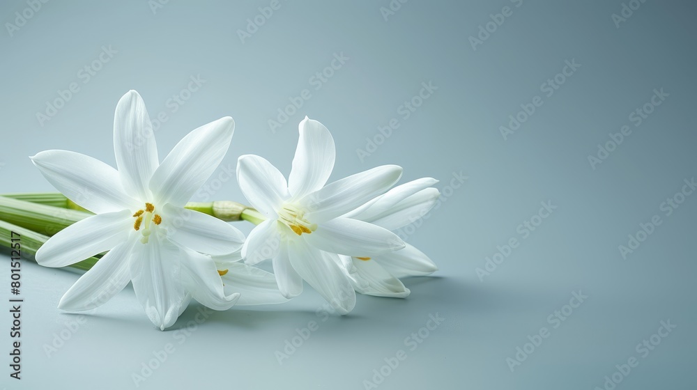Obraz premium White flowers atop a blue tablecloth A green stem with leaves nearby