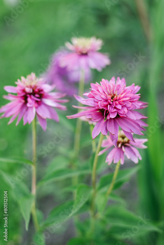 Pink flowers of Echinacea Double Decker in the garden © Sunshine