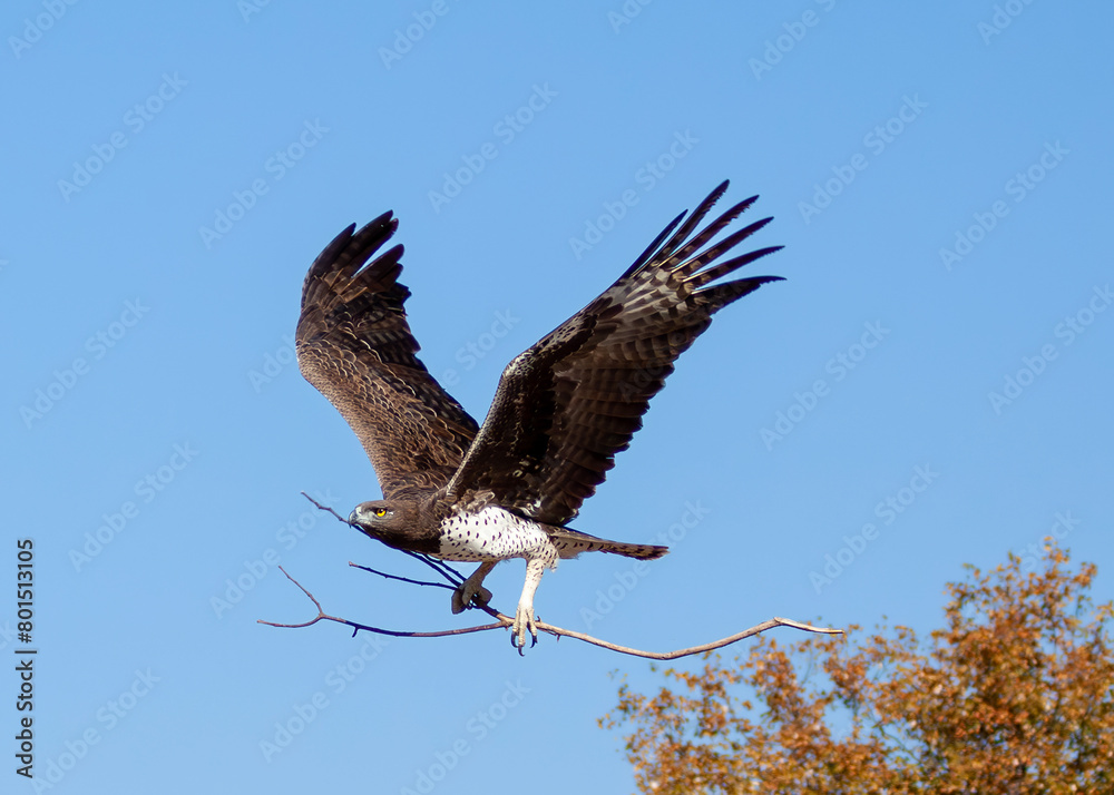Fototapeta premium Martial Eagle