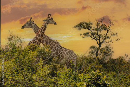 Canvas Print giraffe in the savannah