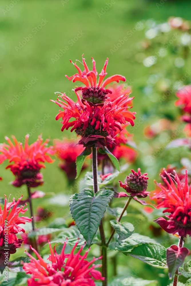 Carmine red Monarda flowers Be Happy in the garden