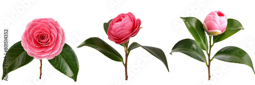 3 different camellias with waxy leaves, isolated on transparent background photo