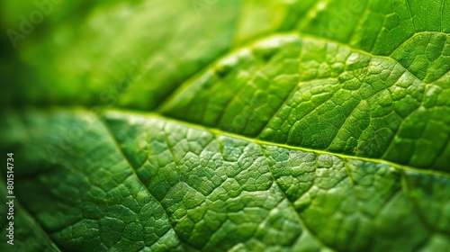 A macro close-up of a fresh green leaf, capturing its intricate texture and vibrant color