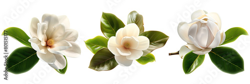 set of magnolia blooms with glossy leaves, isolated on transparent background