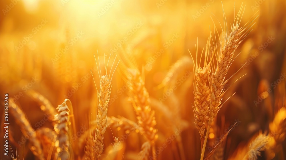 Close-up view of golden wheat ears swaying in a serene field at sunset, portraying a tranquil natural landscape.