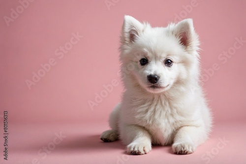 Japanese Spitz puppy looking at camera, copy space. Studio shot.