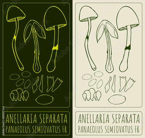 Vector drawing ANELLARIA SEPARATA. Hand drawn illustration. The Latin name is PANAEOLUS SEMIOVATUS FR photo