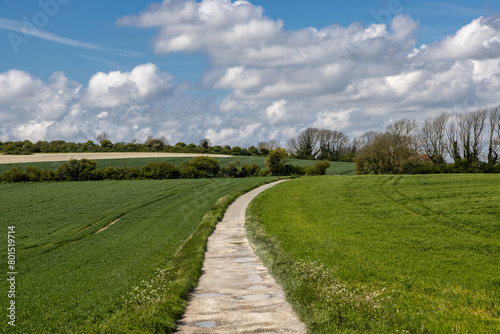 A view along a pathway in rural Sussex, with young crops growing either side and a blue sky overhead