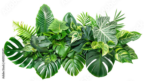 Assortment of tropical leaves in a lush bouquet  isolated on transparent background