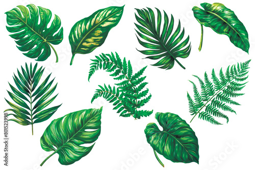 Tropical green isolated leaves set on white background. Tropic leafy collection. Drawing exotic plants. Palm   fern  monstera leaves. Decoraive botanical design. Elements