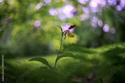 Cypripedium calceolus - Slipper Slipper - beautiful yellow flower in cabbage grass. Photo of wild nature. photo