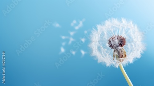 close-up of a dandelion on a blue background  blue sky