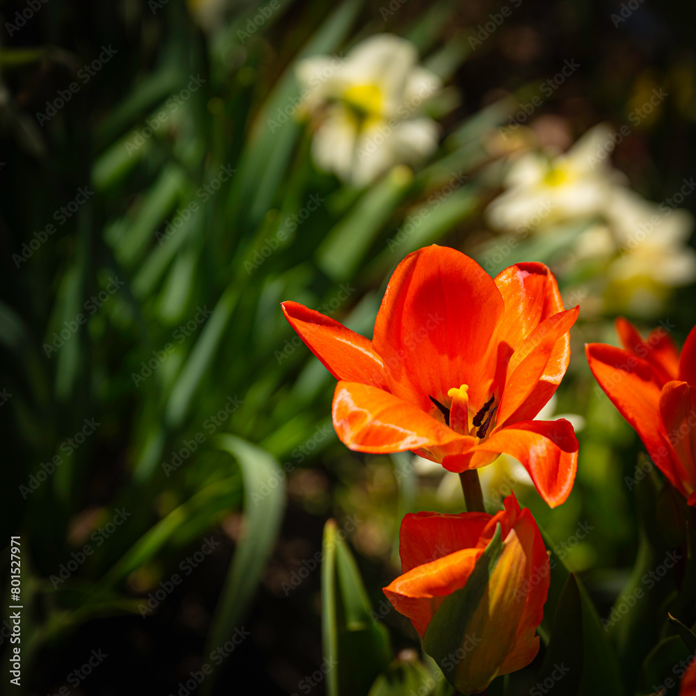 Tulip Flower Heads Close-up, a springtime garden landscape at Tuthill Park House and Garden in Sioux Falls, South Dakota, Minnehaha County, USA Tulip Flower Heads Close-up, a springtime garden landscape at Tuthill Park House and Garden in Sioux Falls, South Dakota, Minnehaha County, USA
