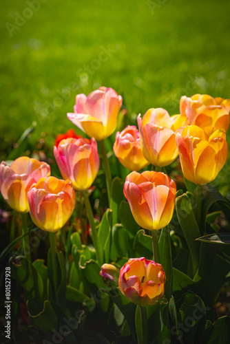 Tulip Flower Heads Close-up  a springtime garden landscape at Tuthill Park House and Garden in Sioux Falls  South Dakota  Minnehaha County  USA