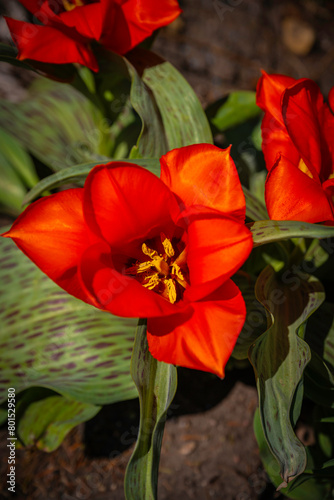 Tulip Flower Heads Close-up, a springtime garden landscape at Tuthill Park House and Garden in Sioux Falls, South Dakota, Minnehaha County, USA photo