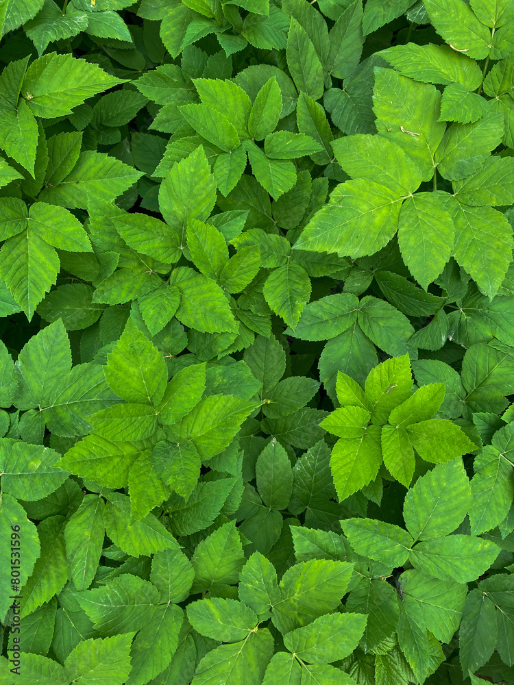 green leaves background full frame green leaves background full frame