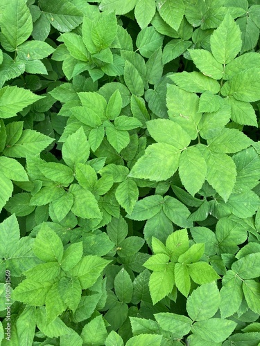 plant green leaves full frame