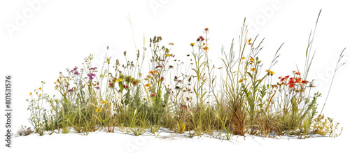 Patch of wildflowers and native grasses along a rural roadside, enhancing the natural landscape, isolated on transparent background photo