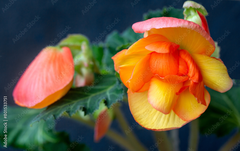 Gorgeous yellow-orange tuberose begonia flowers. Houseplant, hobby, floriculture. Gorgeous yellow-orange tuberose begonia flowers. Houseplant, hobby, floriculture.