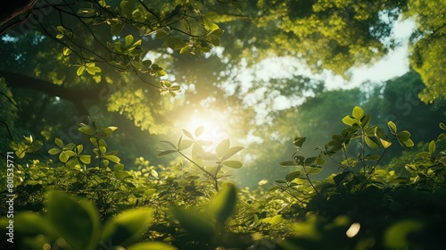 Beautiful green forest in the morning with sunlight and lens flare