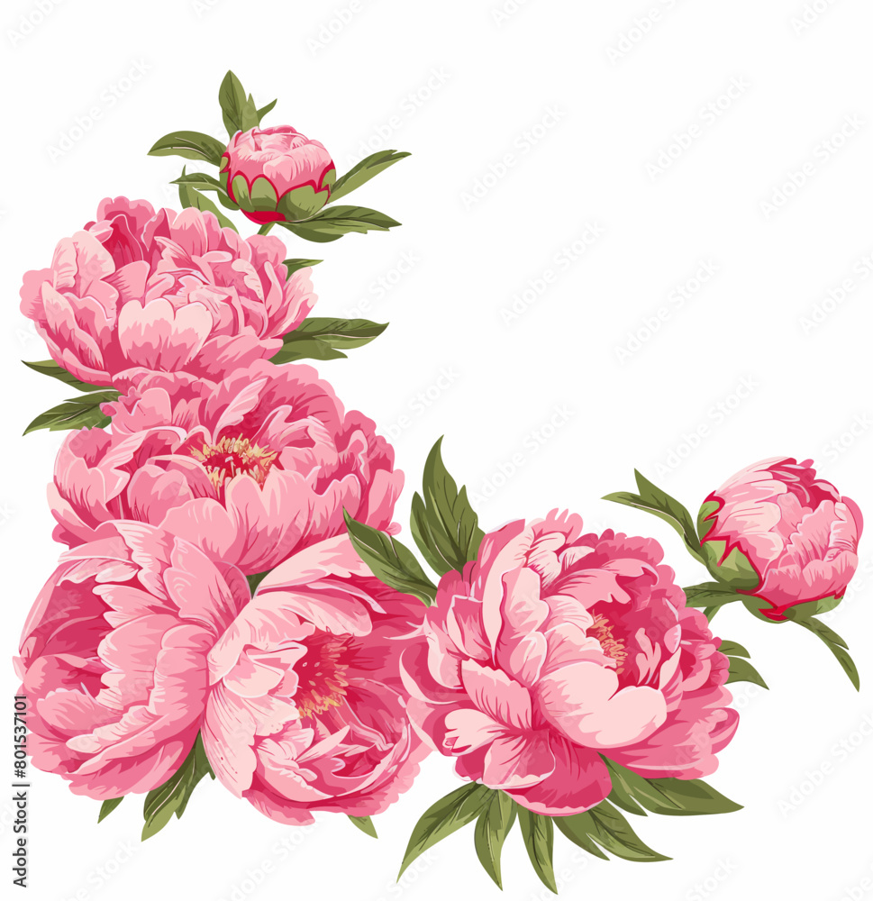 a bouquet of pink peonies on a white background a bouquet of pink peonies on a white background