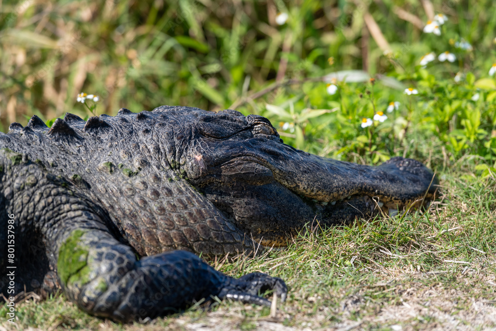 Obraz premium A large powerful leathery adult alligator basking in the sun in a marsh. The semi-aquatic reptile has a muscular body with a broad flat head and u-shape snout. The skin has dark grey scales. 