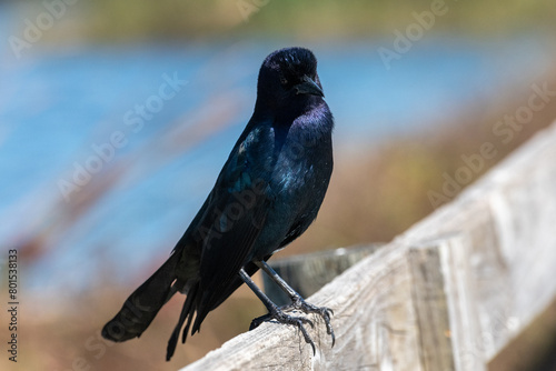 Adult male common boat-tailed grackle with a large glossy blue-black body, long keeled tail, and dark eyes. The wild bird is perched on a wooden fence with a marsh in the background. It has long legs. photo