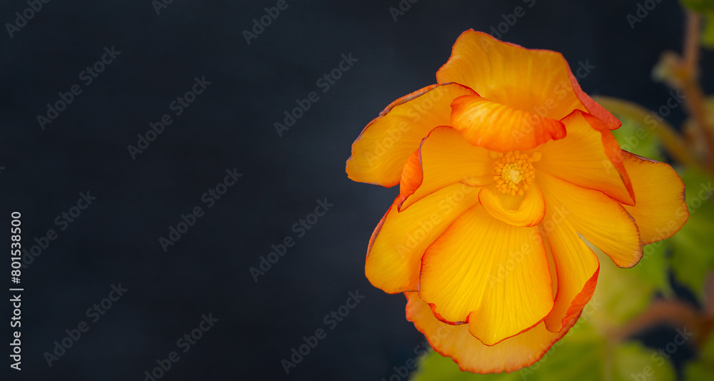 Naklejka premium Gorgeous tuberose begonia flower on dark background with copy space. Houseplants, hobby, floriculture.
