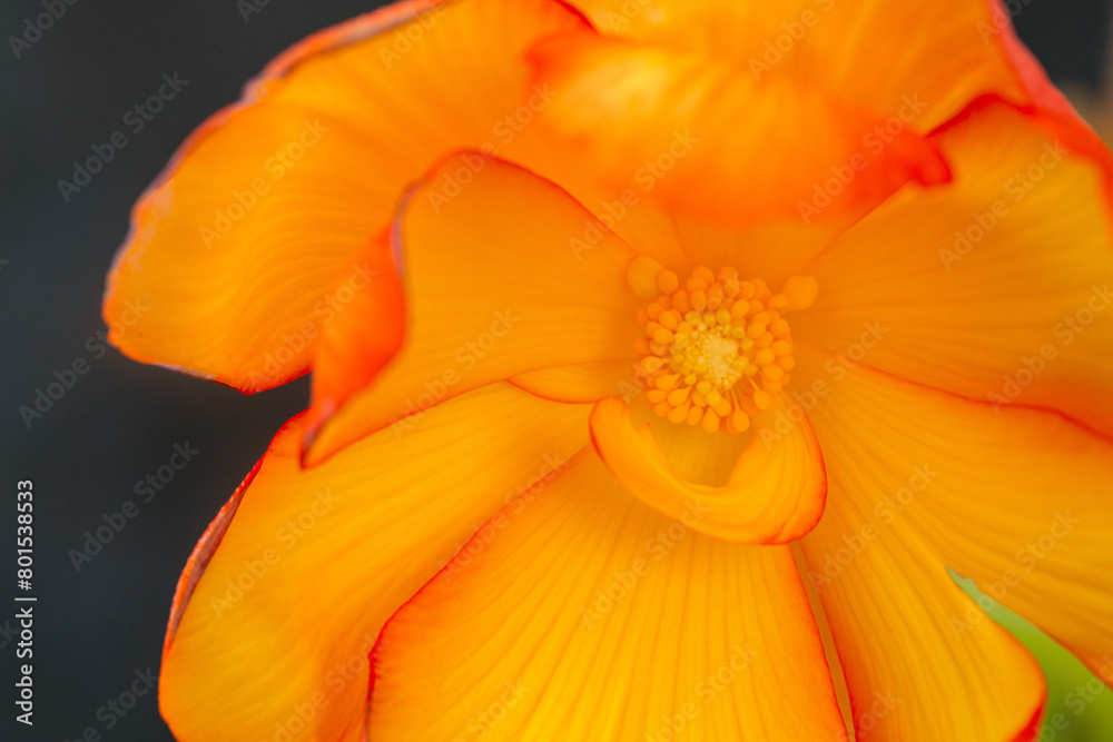 Gorgeous tuberose begonia flower close-up. Houseplants, hobby, floriculture. Gorgeous tuberose begonia flower close-up. Houseplants, hobby, floriculture.