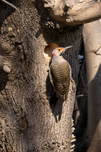 A male Northern flicker, Colaptes auratus, is a large woodpecker with a black bib and spotted belly. The bird has a red nape, slim tan-colored head, black whiskers, and yellow shaft and tail feathers. photo