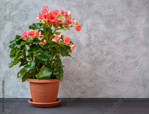 Delicate pink begonia elatior in a pot on a light gray background with copy spaces. Floriculture, hobby, home plants.
