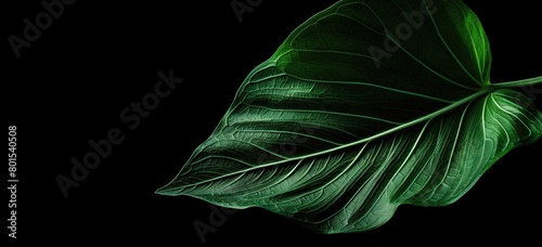 Vibrant green leaf against dark background