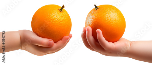 Set of oranges in a child's hand isolated on a white or transparent background. Close-up of oranges in hand, side view. Summer ripe fruits, a graphic design element